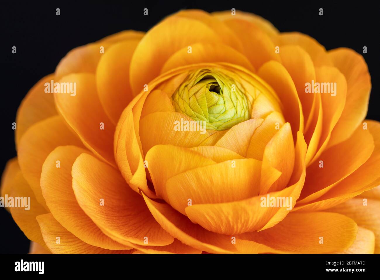 Close up of a golden orange Ranunculus bloom against a black background, UK. Studio shot Stock Photo