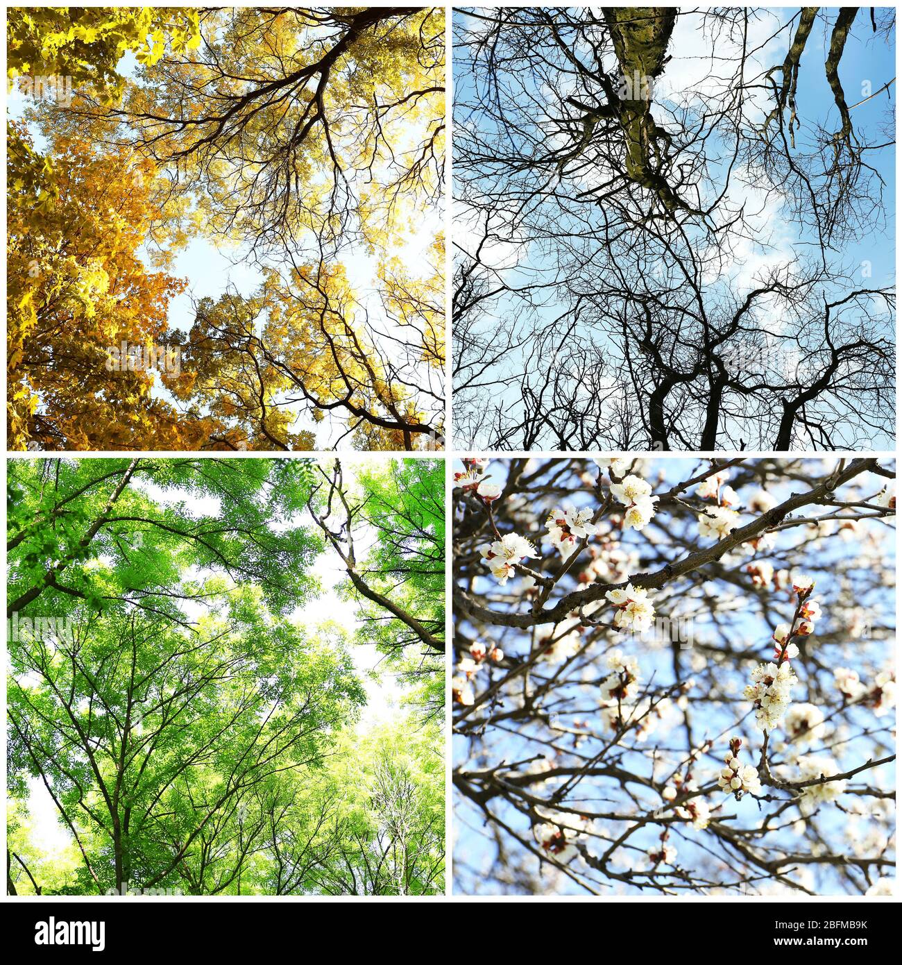 Four seasons collage: several photos of beautiful trees at different ...