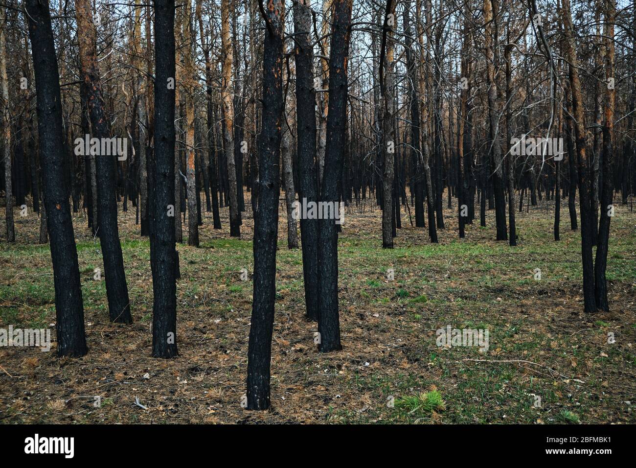 Burned forest, charred trees, forest fires and environmental disaster Stock Photo