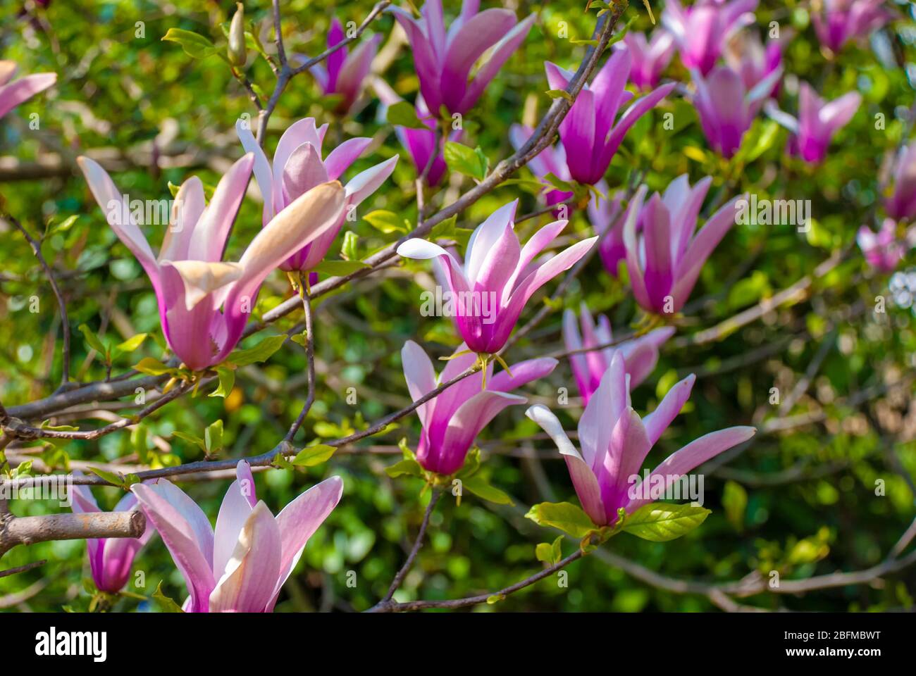 Pink Magnolia flowers in the spring Stock Photo Alamy