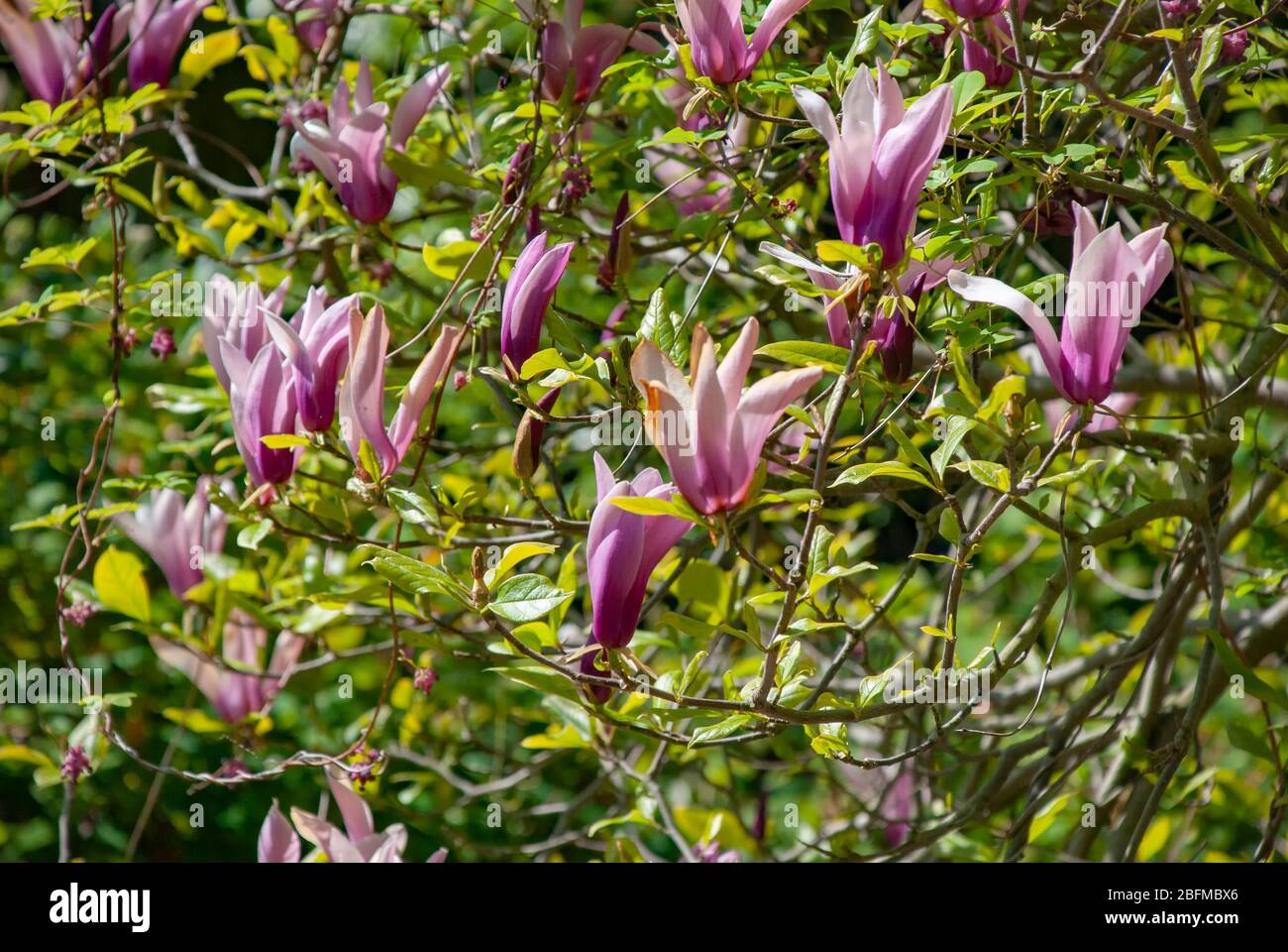 Pink Magnolia flowers in the spring Stock Photo - Alamy