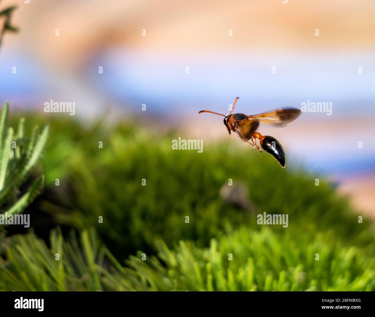 beautiful wasp flying between grass Stock Photo - Alamy