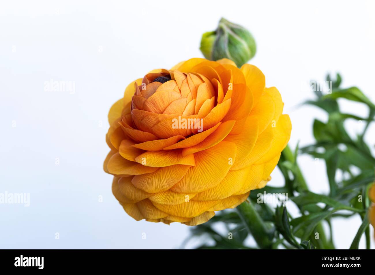 Close up of a golden orange Ranunculus bloom and leaves against a white backround, UK Stock Photo