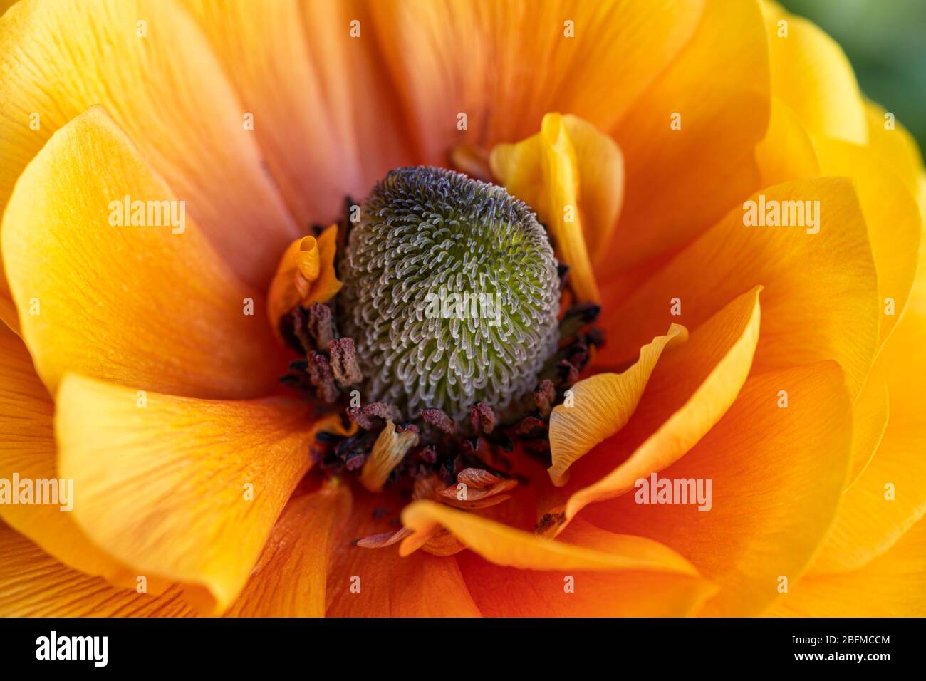 Macro shot of the petals and centre of an orange / gold Ranunculus bloom, UK Stock Photo