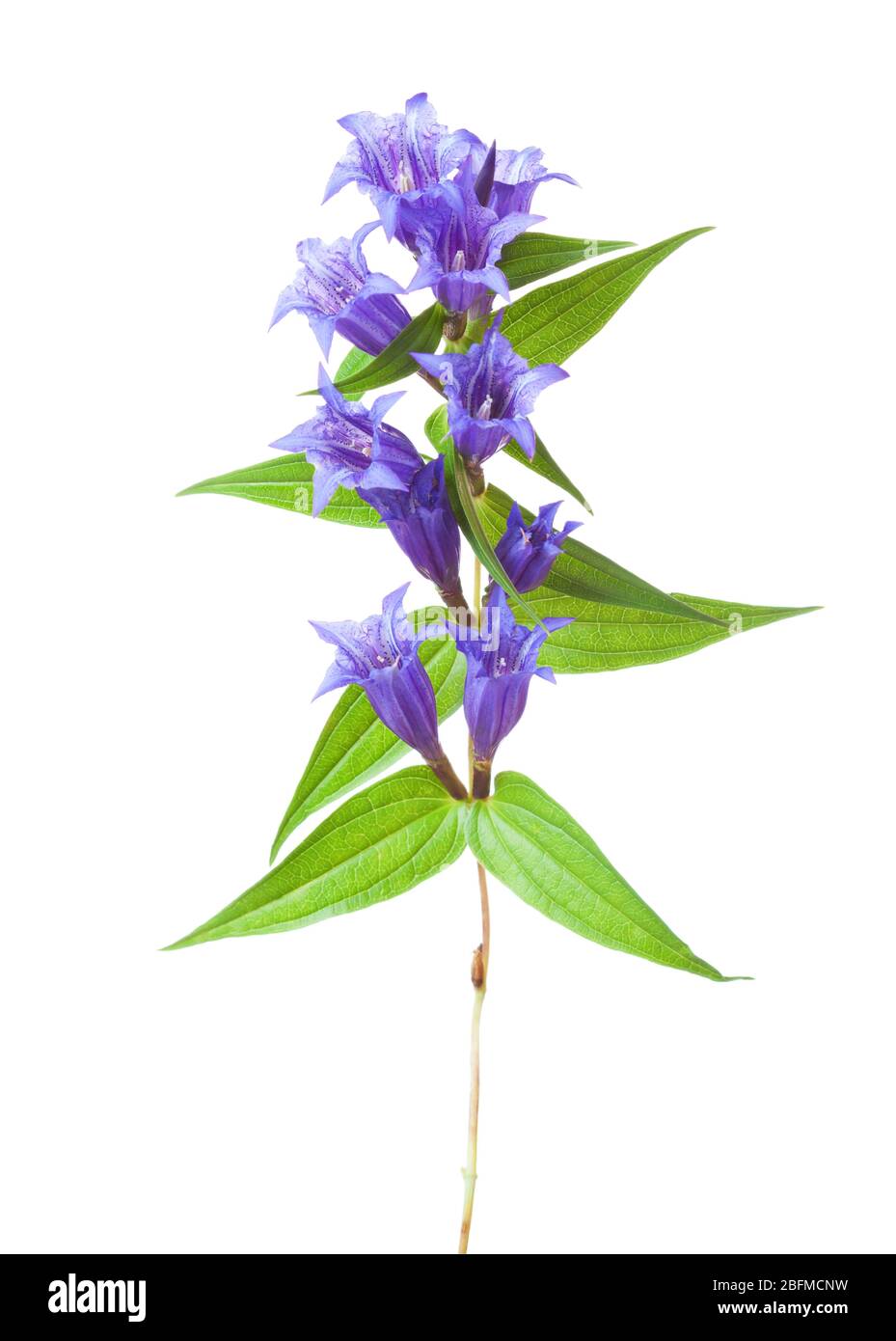 Branch with flowers of Gentiana Asclepiadea (Willow Gentian)  isolated on white background. Stock Photo