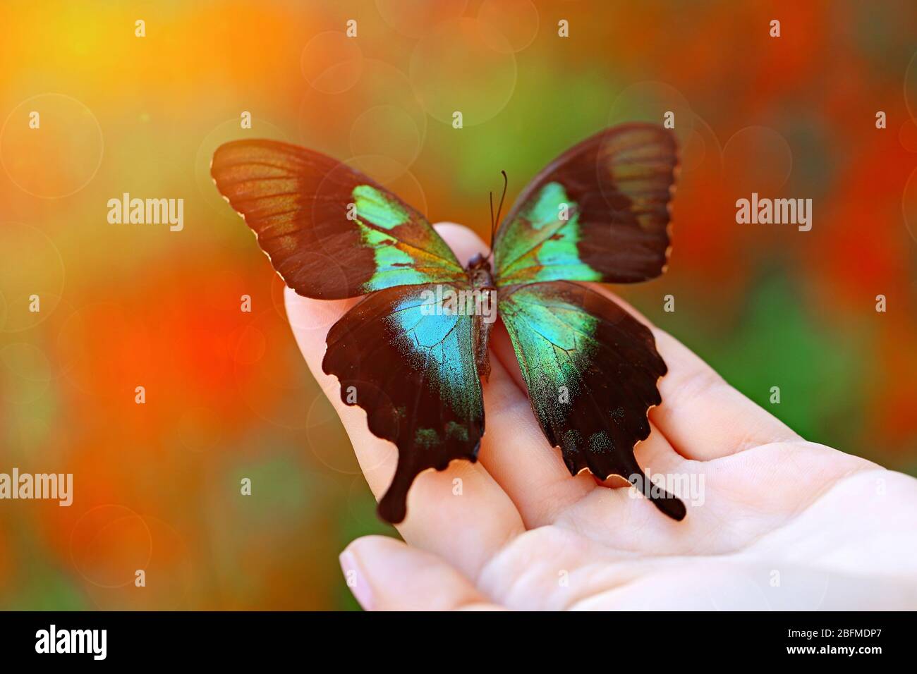 Beautiful colorful butterfly sitting on female hand, close-up ...