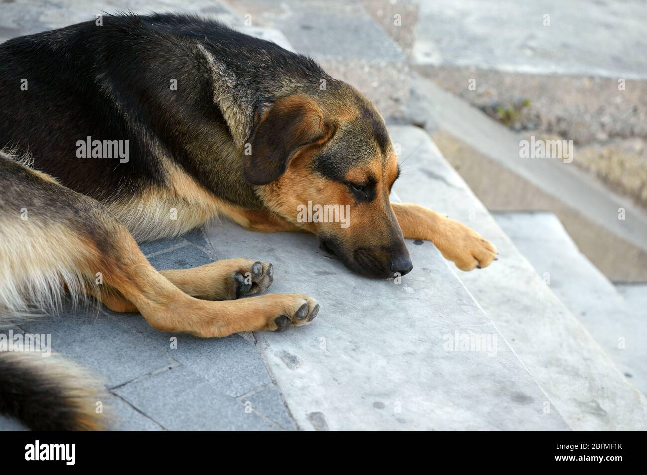 Sad homeless dog is lying on stone stairs Stock Photo