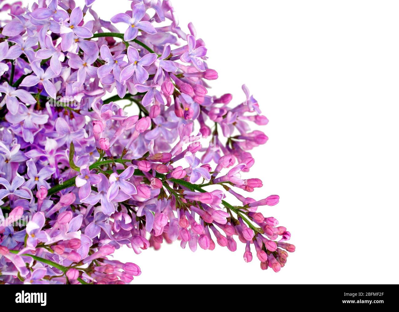Beautiful spring lilac isolated on white with copy space. Great card