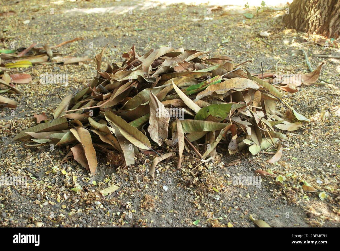 Organic fertilizer from the leaves to ferment themselves.Natural dry leaves that have fallen by themselves.; Stock Photo