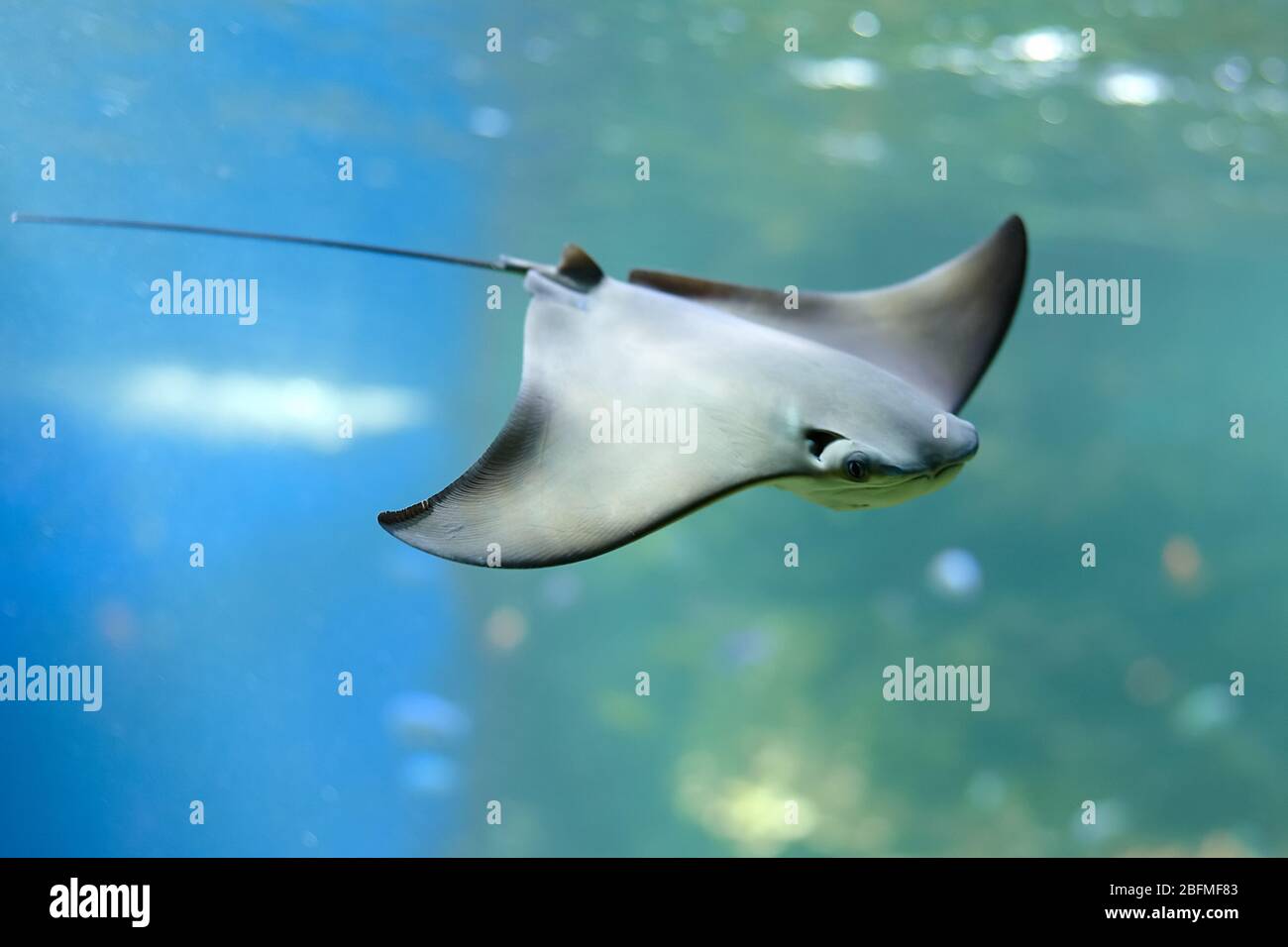 Stingray swimms under blue water. Closeup Stingray through aquarium window. Stock Photo