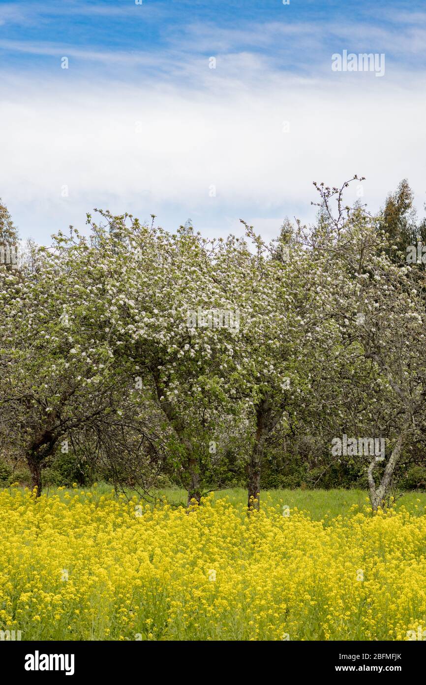 White flower tree in the middle of a field full of yellow flowers in spring Stock Photo