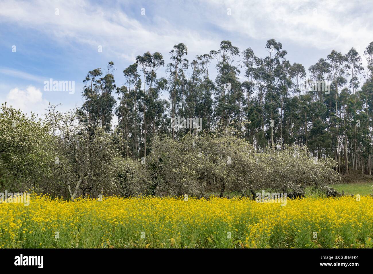 White flower tree in the middle of a field full of yellow flowers in spring Stock Photo