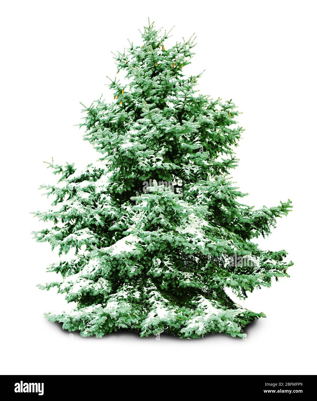 Fir-tree with snow, isolated on white Stock Photo