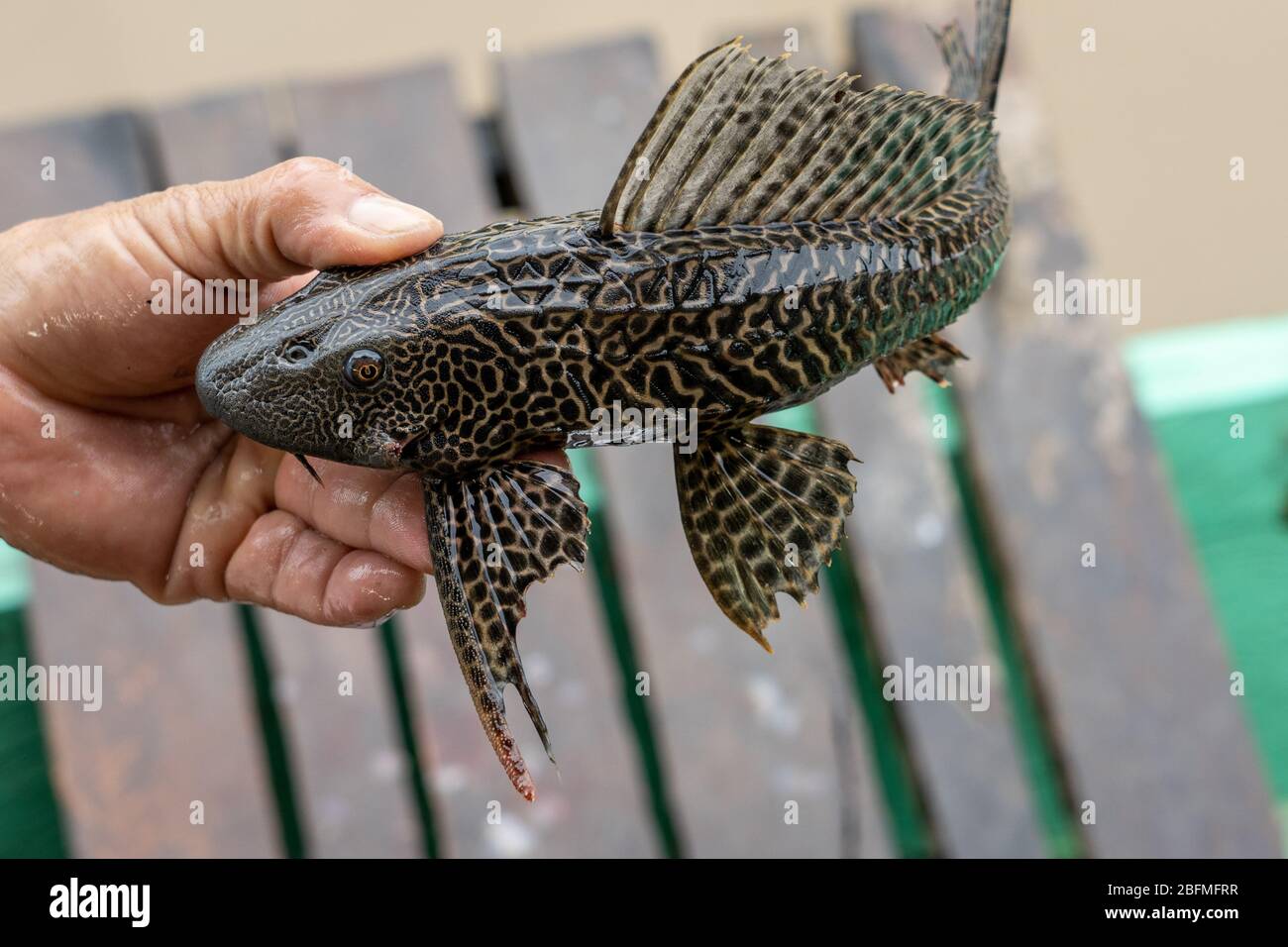 Amazon Sailfin Catfish (Pterygoplicthys pardalis) morning catch from the Amazon River Stock Photo