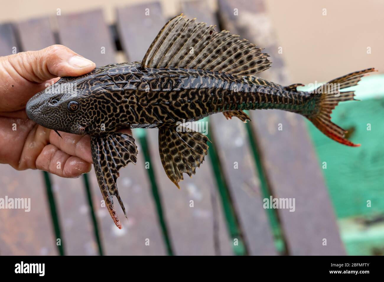 Amazon Sailfin Catfish (Pterygoplicthys pardalis) morning catch from the Amazon River Stock Photo