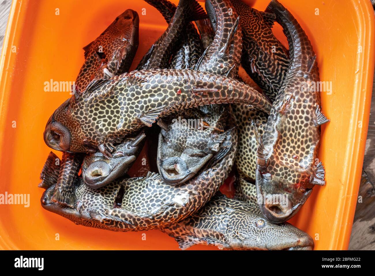 Amazon Sailfin Catfish (Pterygoplicthys pardalis) morning catch from the Amazon River Stock Photo