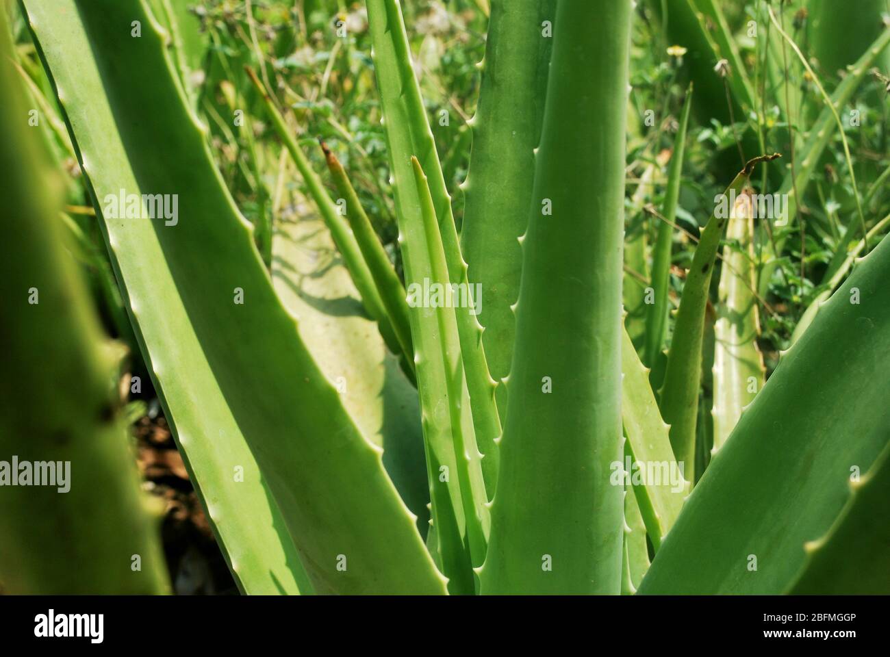 Planting aloe vera of Thailand. Aloe vera garden. Stock Photo