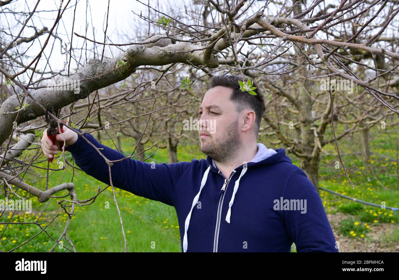 young farmer pruning apple tree in spring Stock Photo