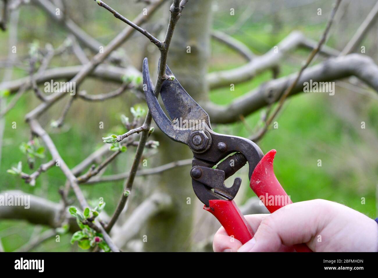 machanical removing of powdery mildew apple tree twig. Stock Photo