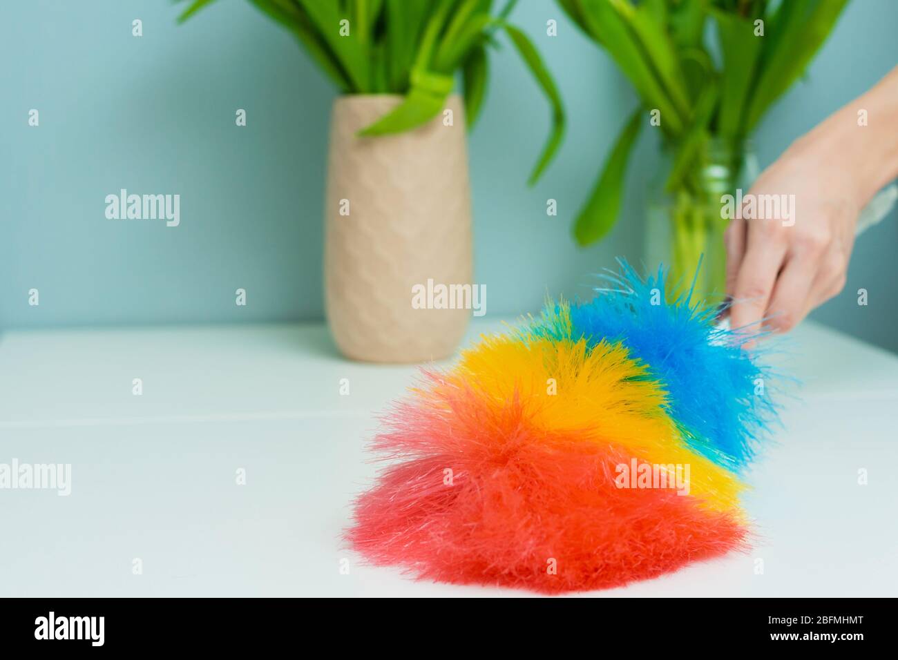 Woman's hand with a fluffy dust brush. A woman shakes off dust and crumbs from a table on which there are vases with tulip flowers. Stock Photo