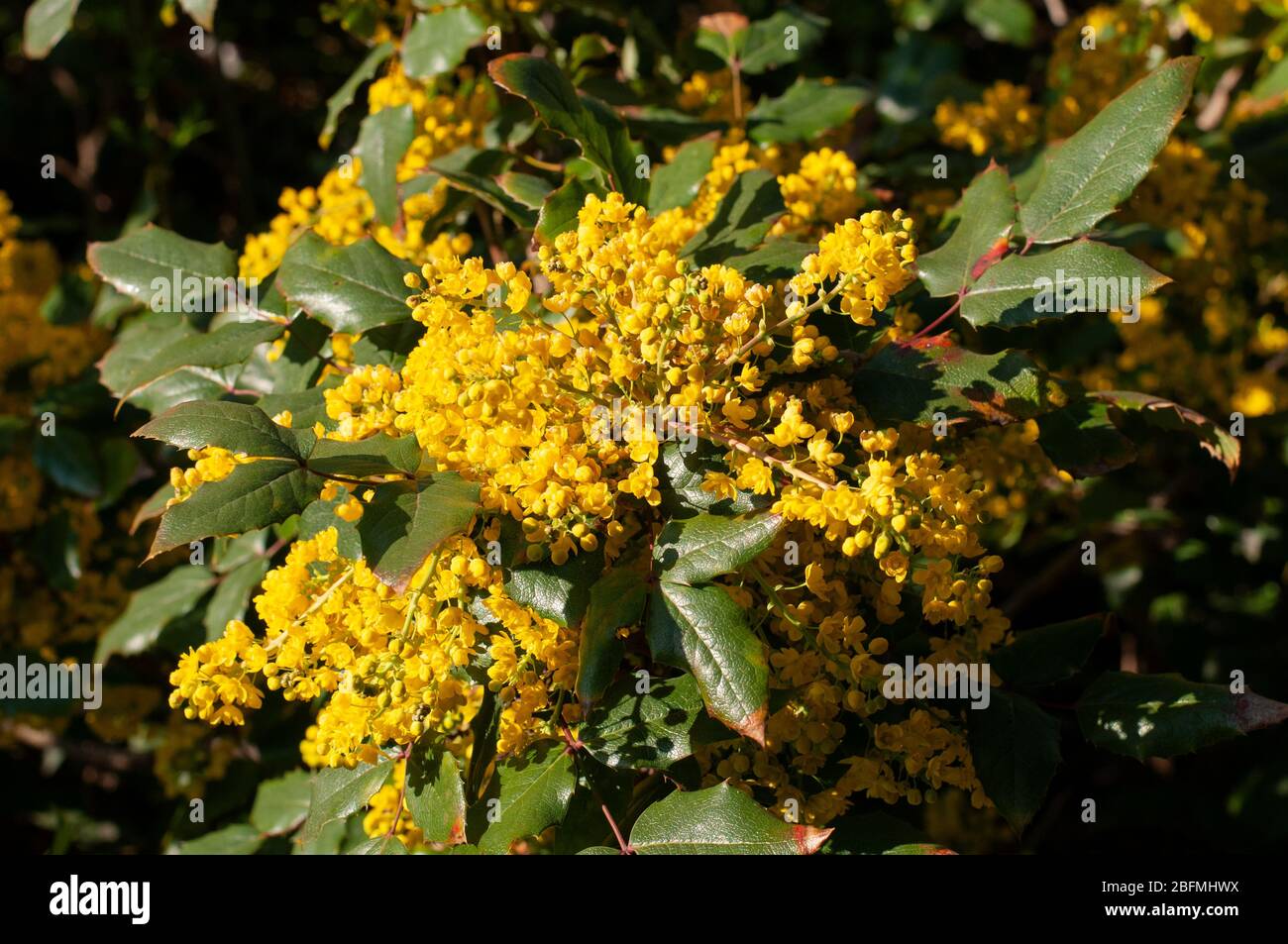blossoms of a flowering mahonia shrub with yellow petals in sunlight Stock Photo
