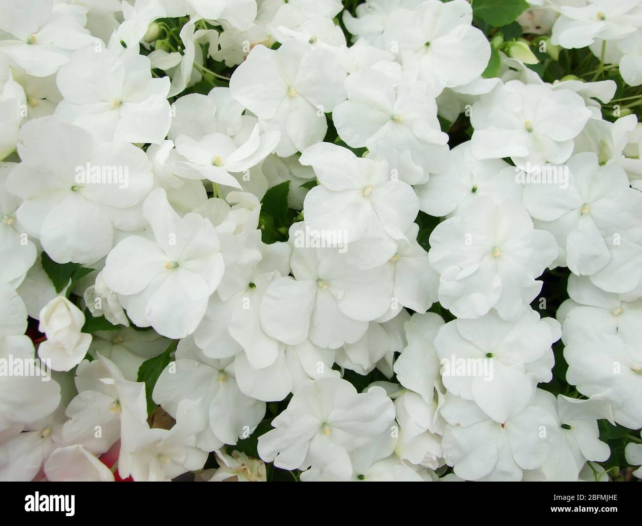 white impatiens, Busy Lizzie, scientific name Impatiens walleriana flowers also called Balsam, flowerbed of blossoms in white Stock Photo