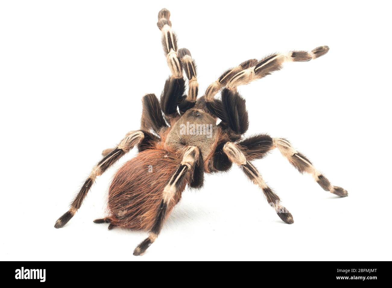 brazilian red and white tarantula