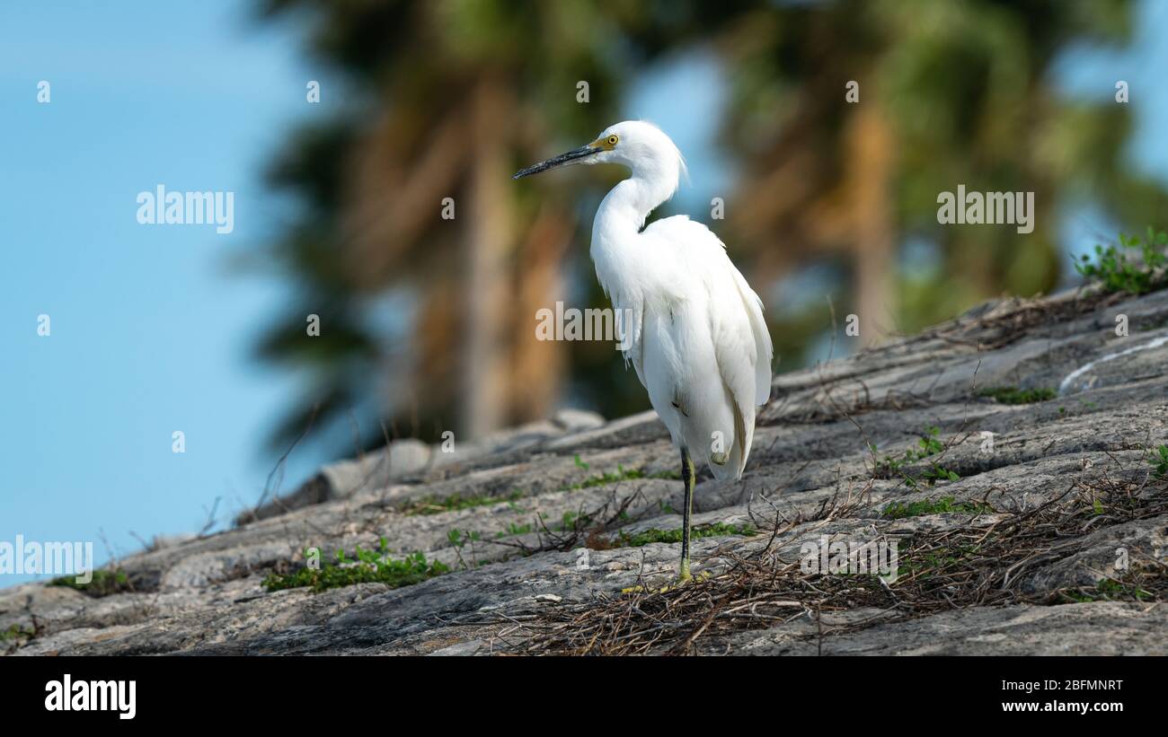 Snowy Egret Stock Photo