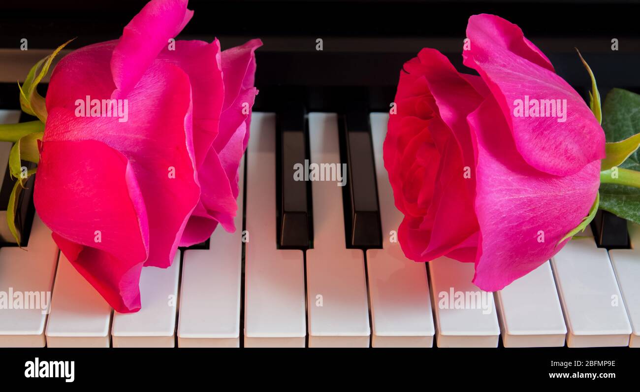 Two pink roses on black and white piano keys. Flowers on a musical instrument. Greeting card. International women's day, mother's day, romance, love, Stock Photo