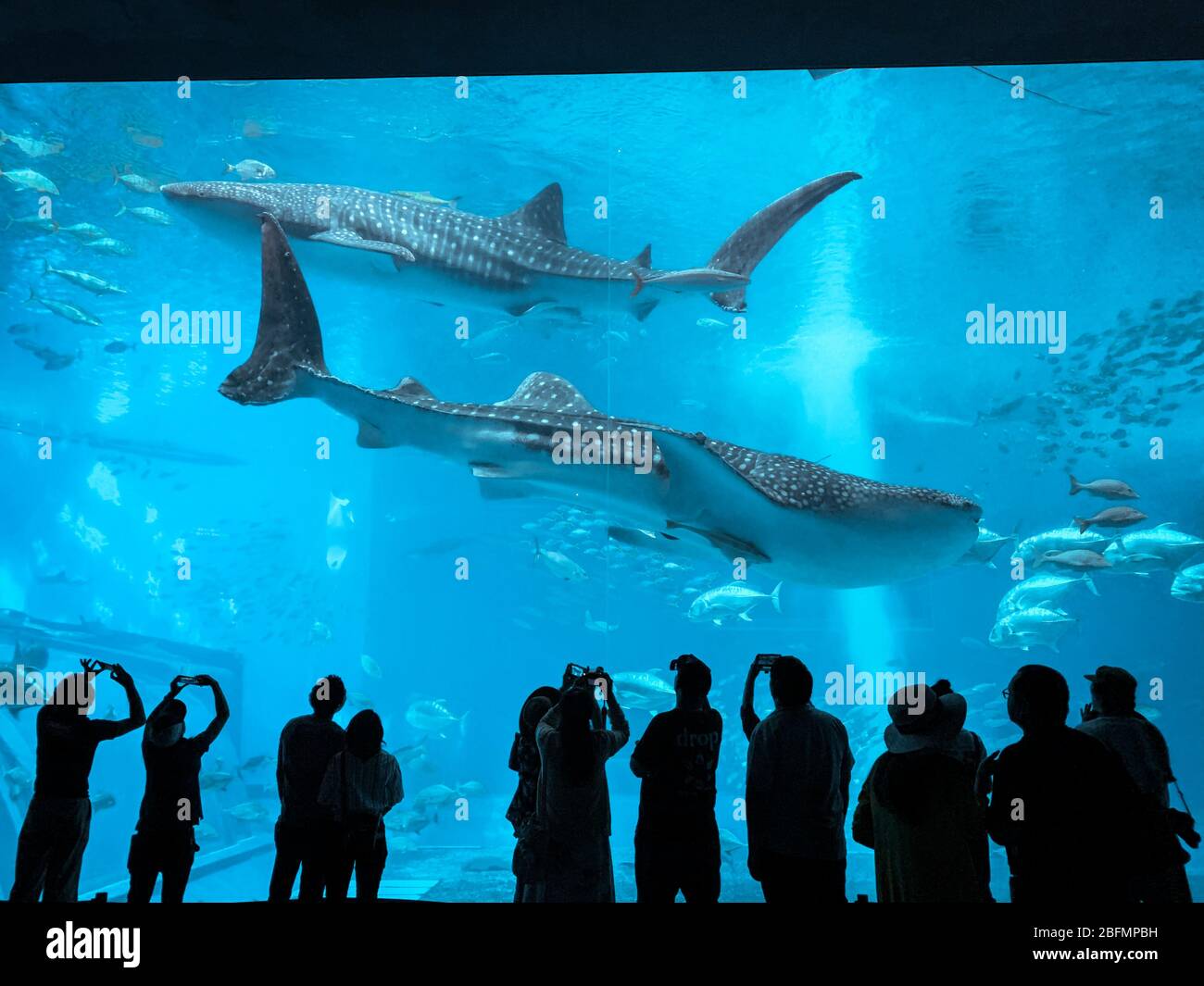 Okinawa, Japan May 19 Sea life park with biggest aquarium window of