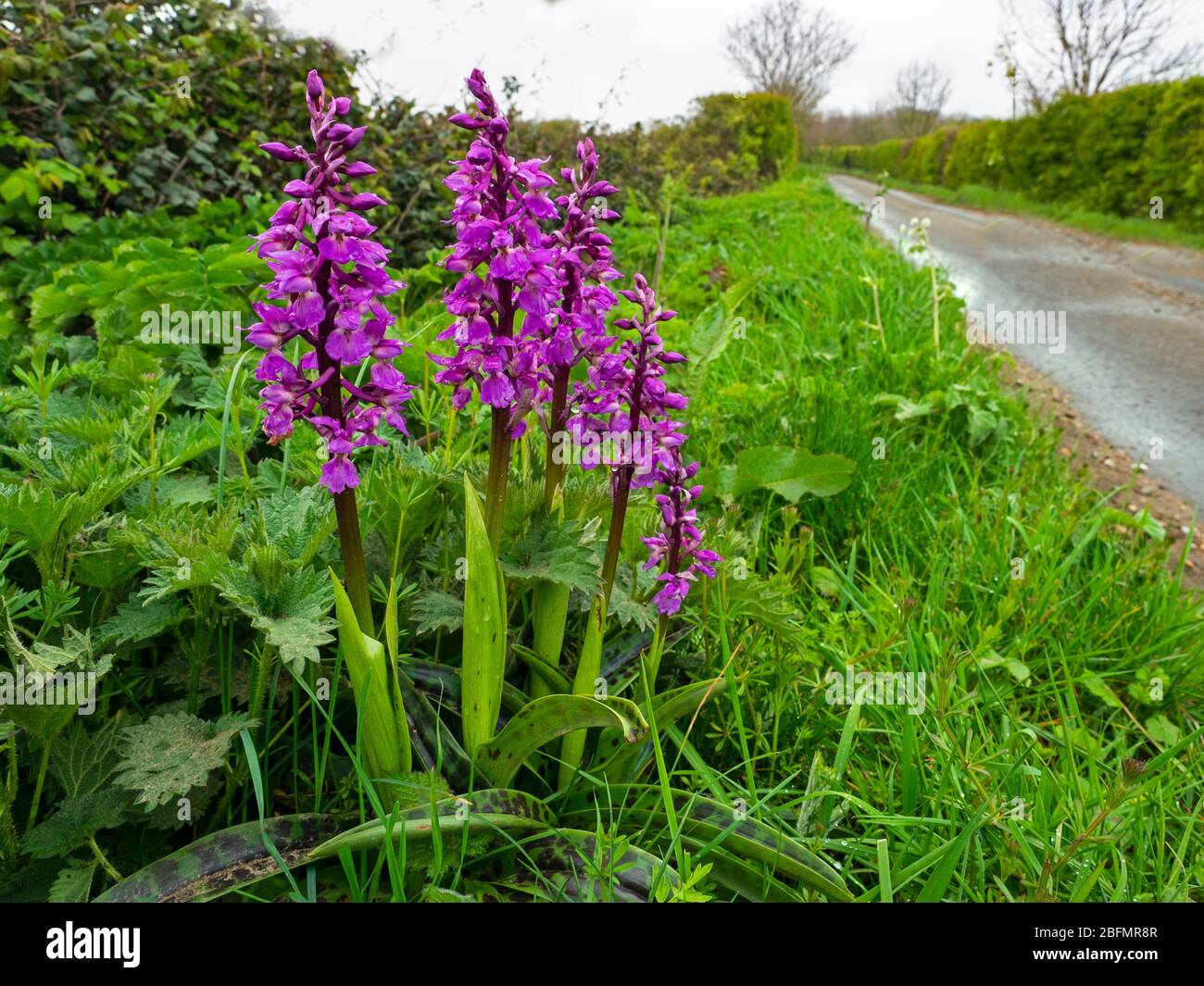 Early purple orchid Orchis mascula growing in roadside,nature reserve Norfolk lane Stock Photo