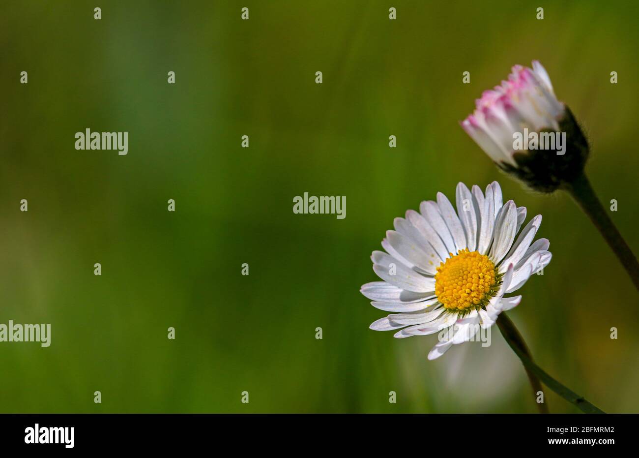 One open flower hi-res stock photography and images - Alamy