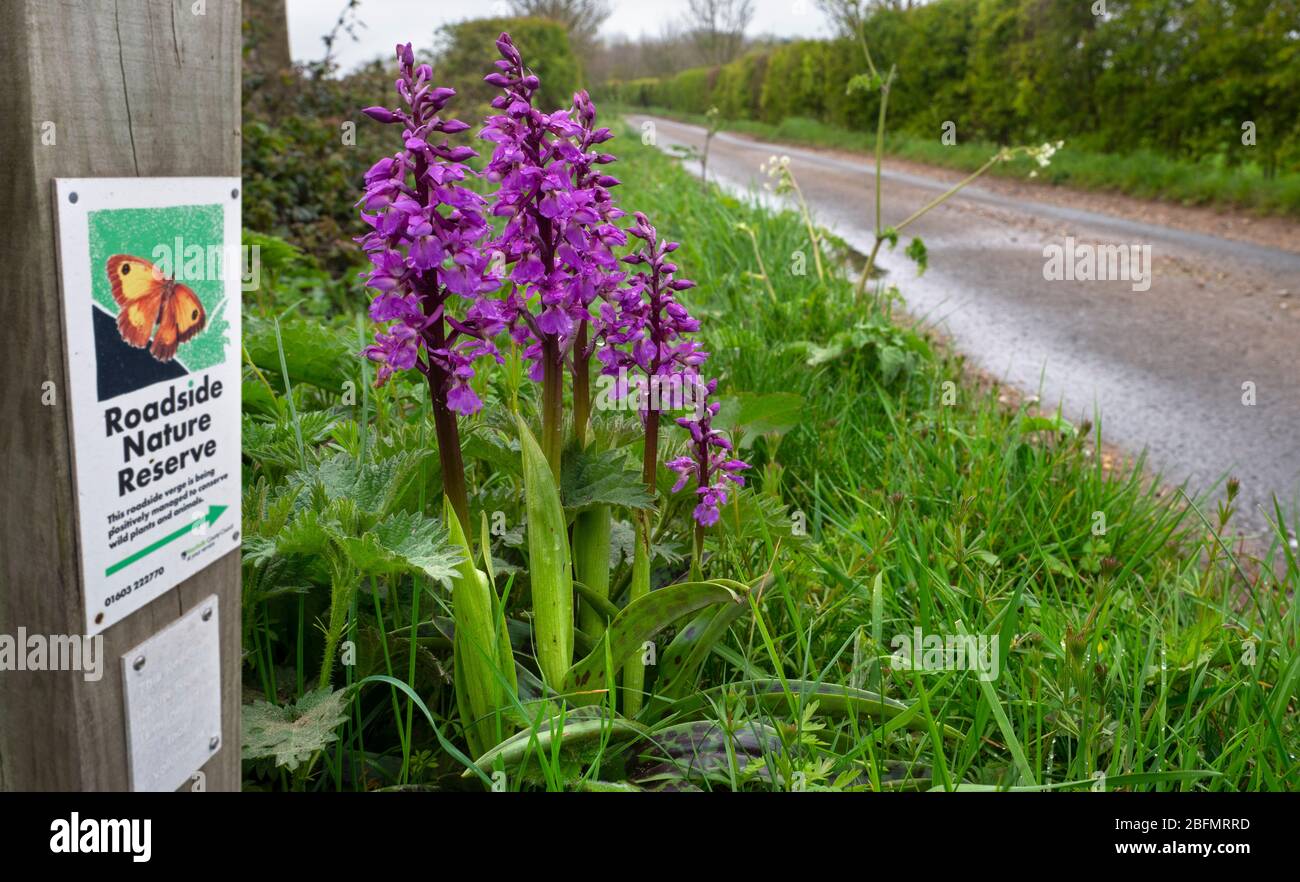 Early purple orchid Orchis mascula growing in roadside,nature reserve Norfolk lane Stock Photo