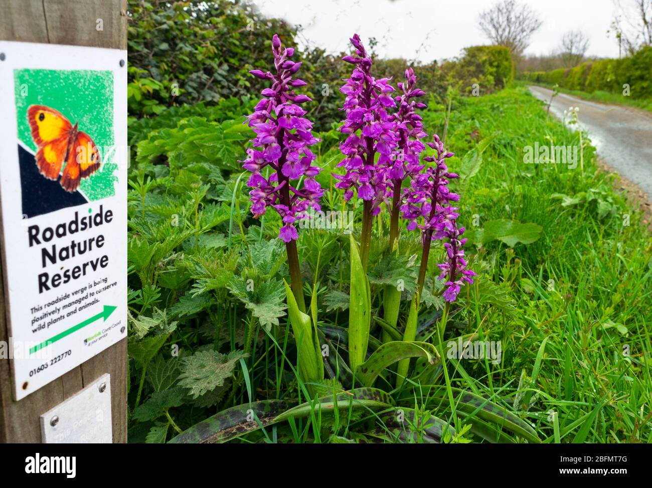 Early purple orchid Orchis mascula growing in roadside,nature reserve Norfolk lane Stock Photo