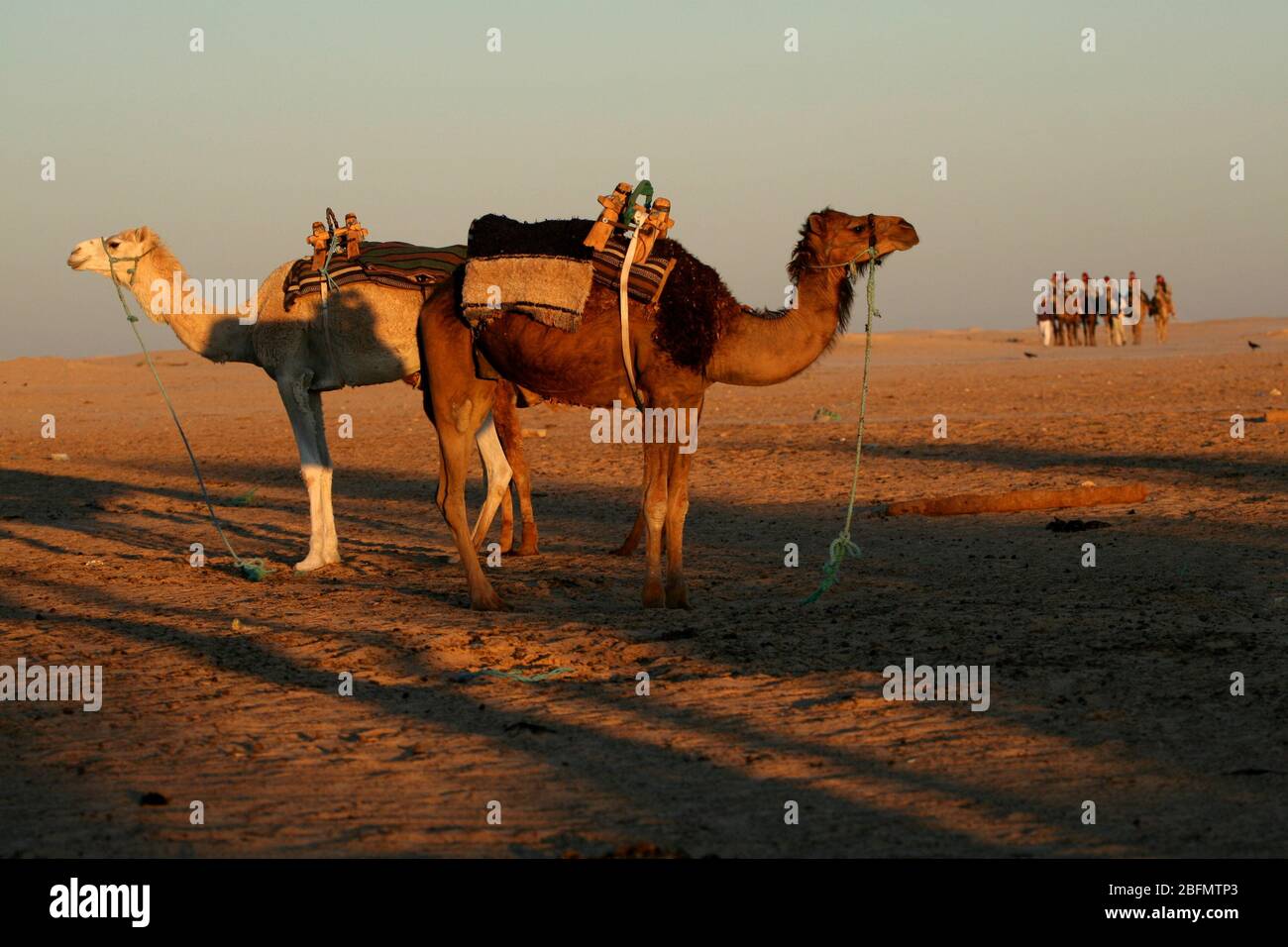 Camels in the desert, camels caravan, Sahara, Tunisia Stock Photo - Alamy