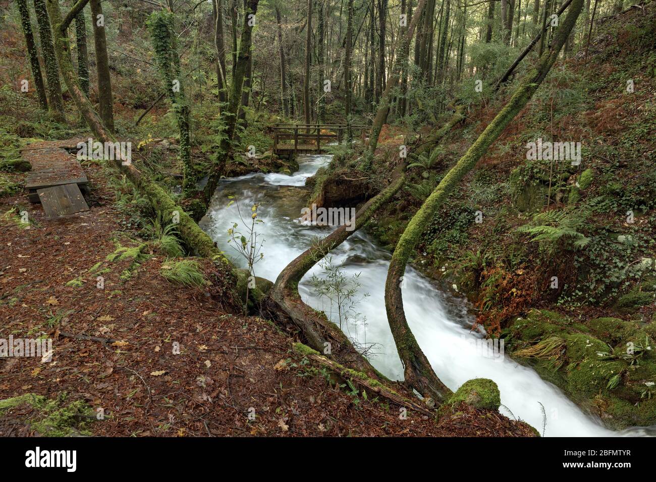 Forest path that runs parallel to the river da Fraga, in the town of Moaña, Galicia, Spain. Stock Photo