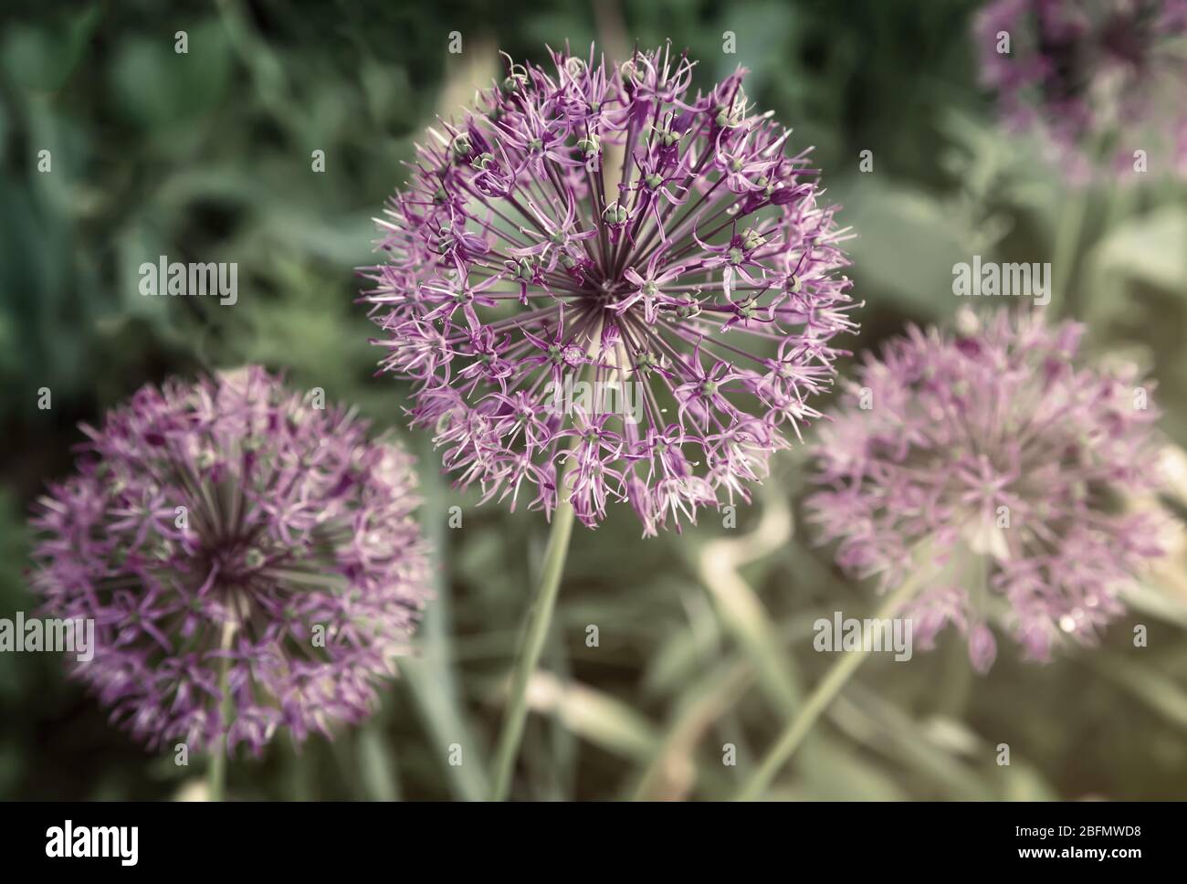 Decorative plant onion Christoph with spherical inflorescences Stock ...