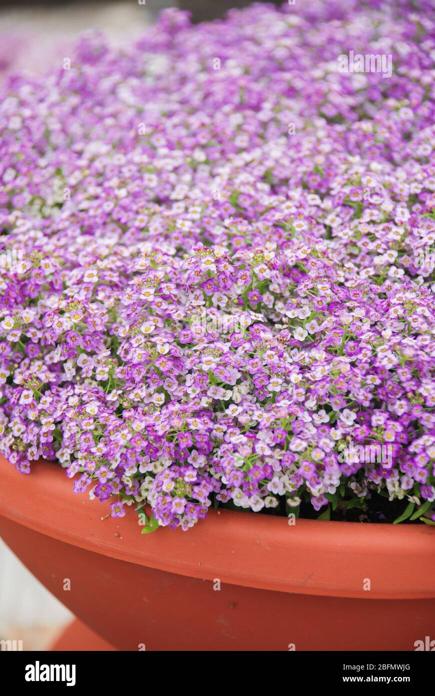 Alyssum flowers. Alyssum in sweet colors. Alyssum in a red brown pot on
