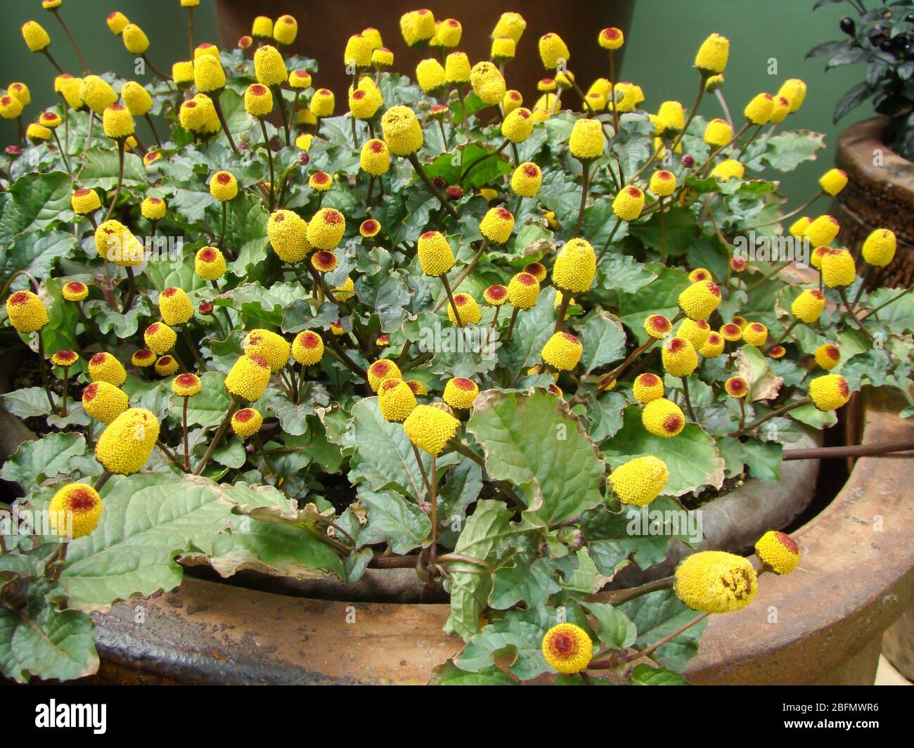 Fresh flowering para cress plant, Spilanthes oleracea, toothache Stock Photo