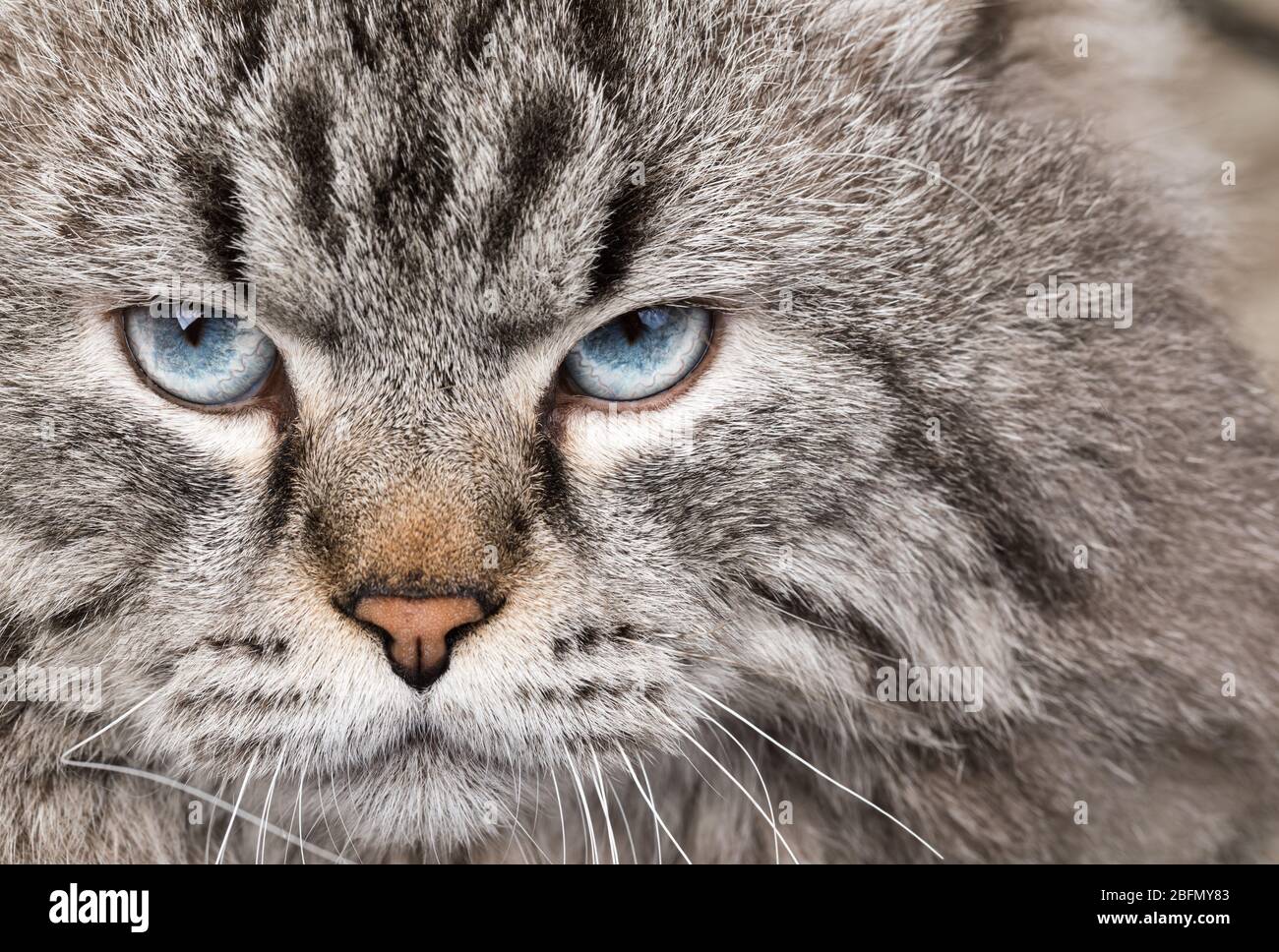 Portrait of blue-eyed male Neva Masquerade Colorpoint cat Stock Photo