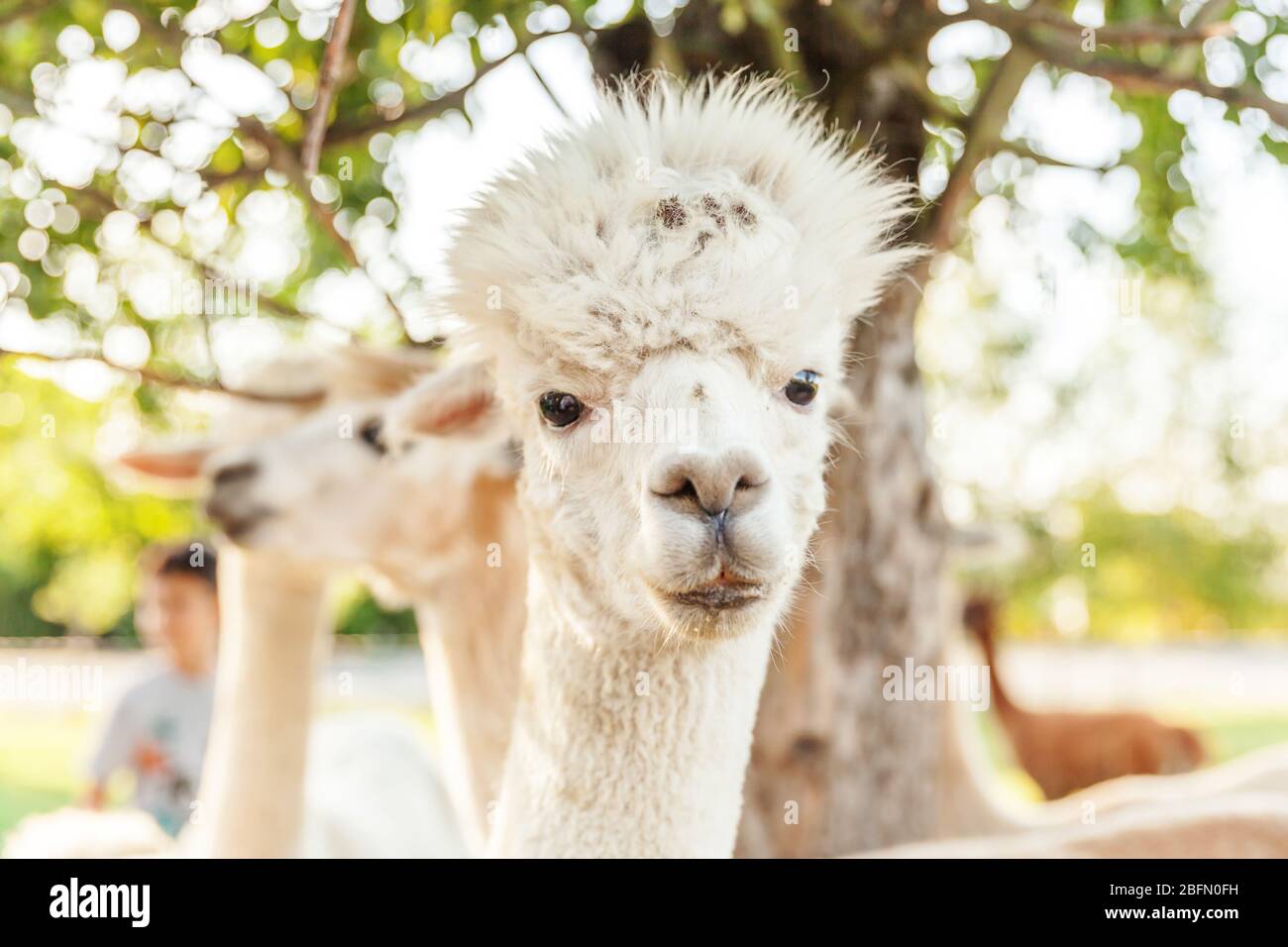 Cute Alpaca With Funny Face Relaxing On Ranch In Summer Day Domestic Alpacas Grazing On Pasture In Natural Eco Farm Countryside Background Animal Care And Ecological Farming Concept Stock Photo Alamy