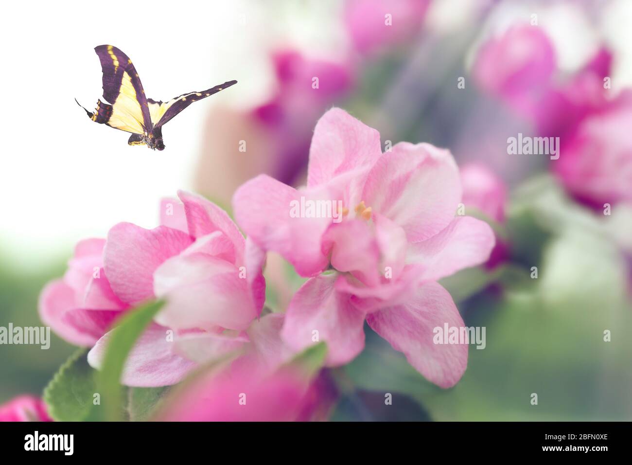 Beautiful butterfly flying in spring garden Stock Photo - Alamy