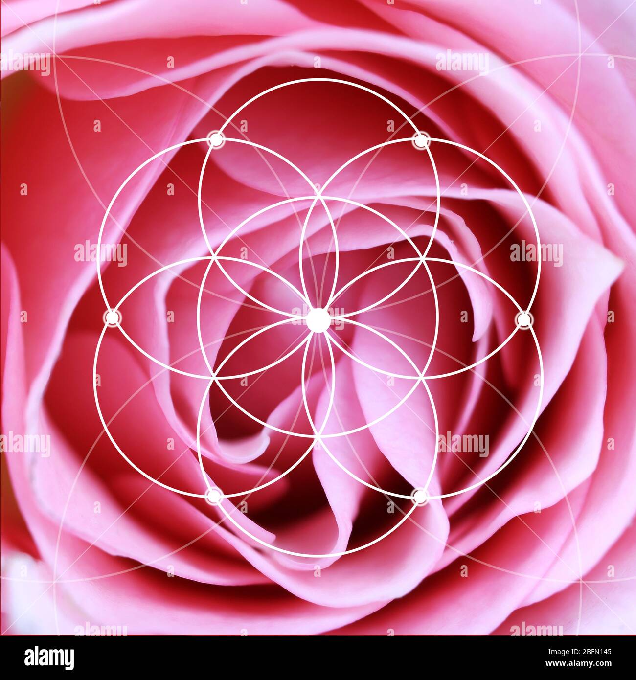 Fibonacci Rose High Resolution Stock Photography and Images - Alamy