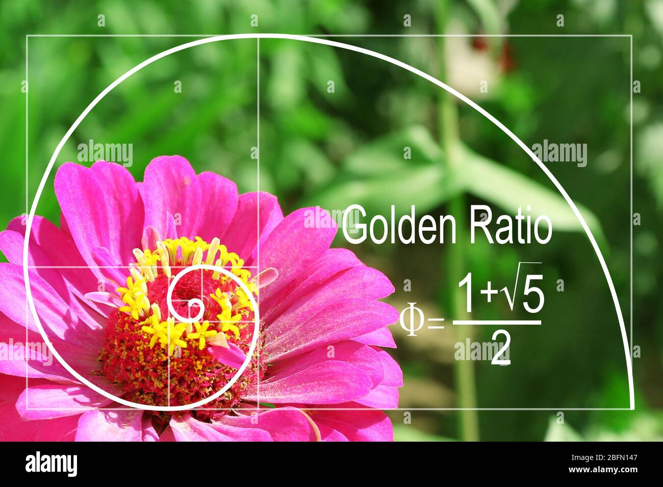 Golden Ratio In Nature