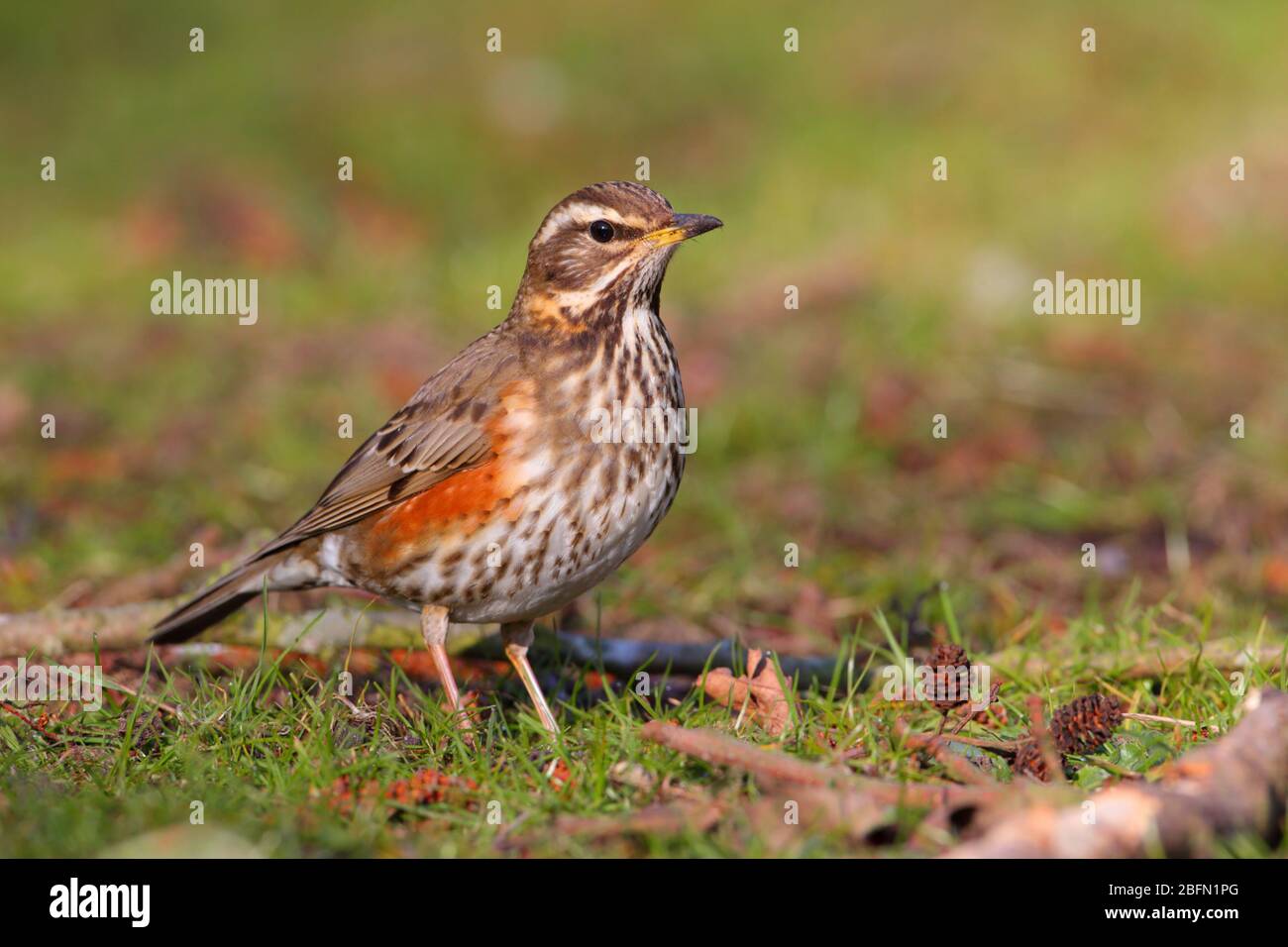 An adult Redwing (Turdus iliacus), a small thrush species and winter visitor to the UK, feeding on the ground in a park in England Stock Photo