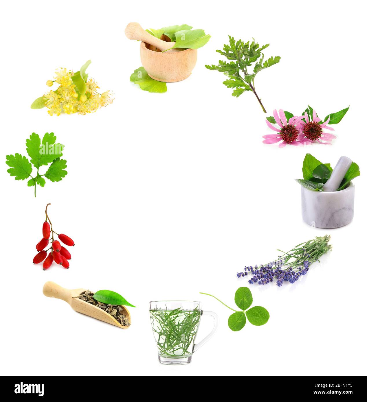 Collage of medicinal herbs isolated on white Stock Photo