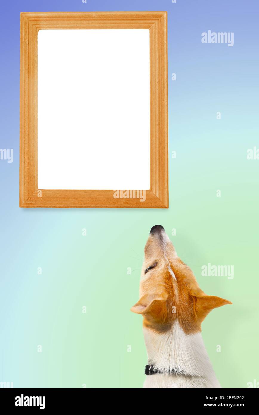 Dog from back looking of empty frame on wall Stock Photo - Alamy