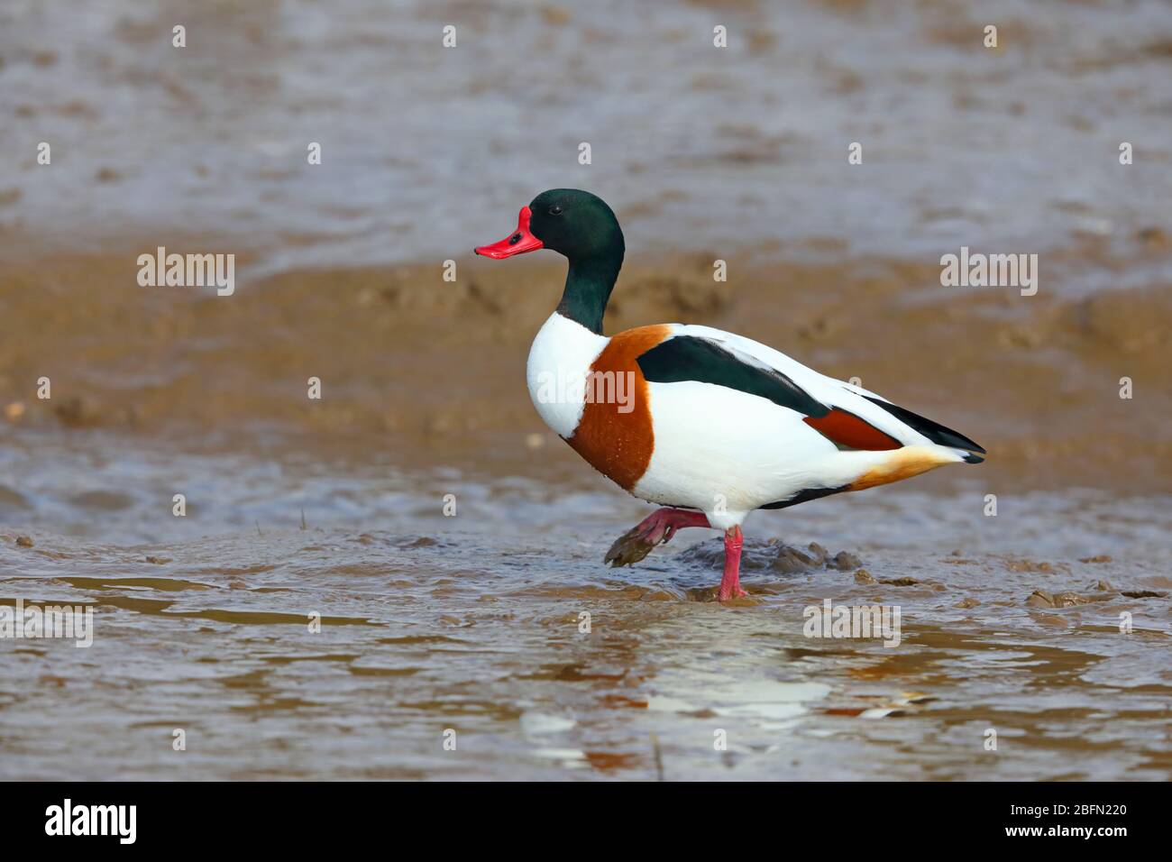 An adult male Common Shelduck (Tadorna tadorna) in breeding plumage feeding on an estuary in East Anglia, UK in late winter/early spring Stock Photo
