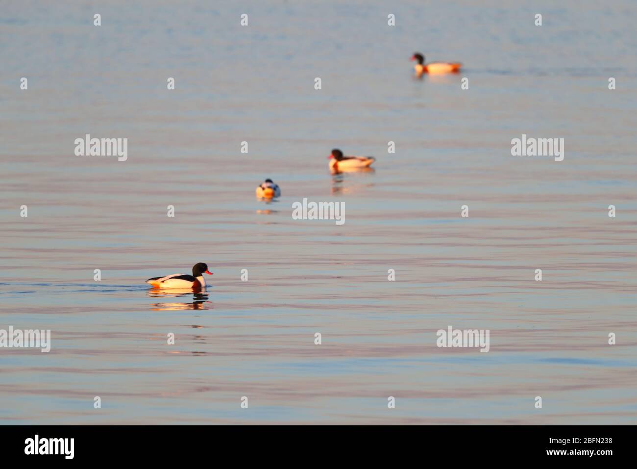 A group of adult Common Shelduck (Tadorna tadorna) in breeding plumage swimming on an estuary in East Anglia, UK, in winter Stock Photo