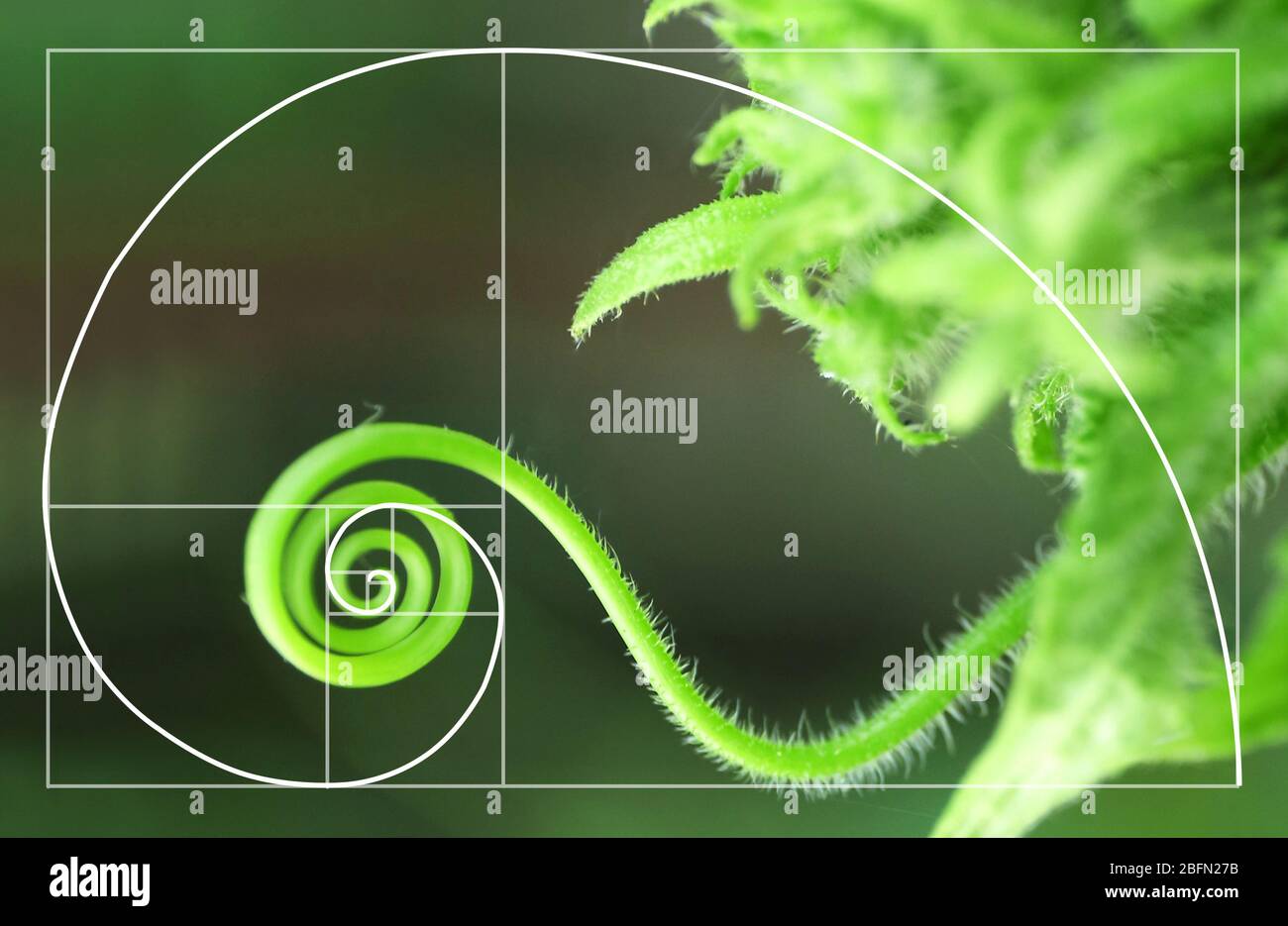 Illustration of spiral arrangement in nature.  Golden Ratio concept Stock Photo